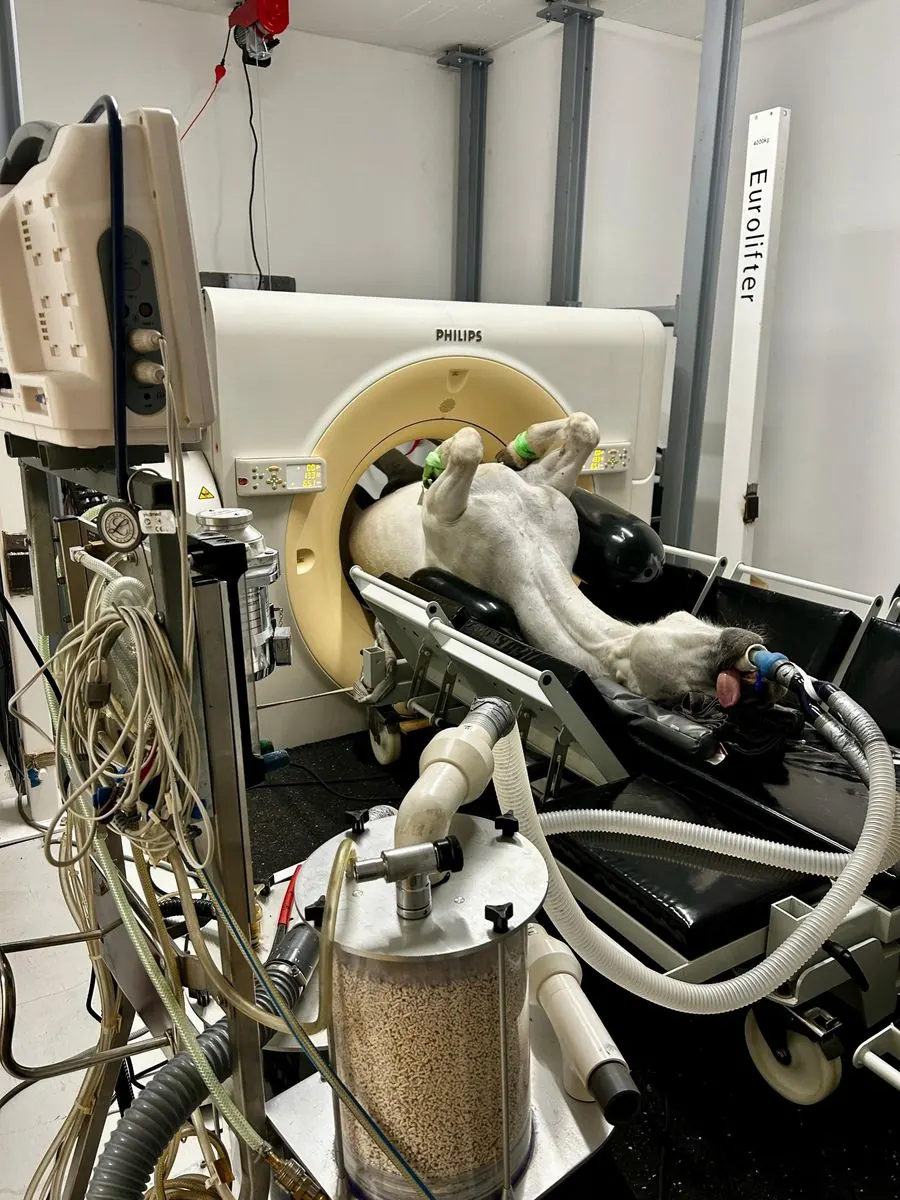 Pferd in Narkose im Computertomographen, davor das Narkosegerät