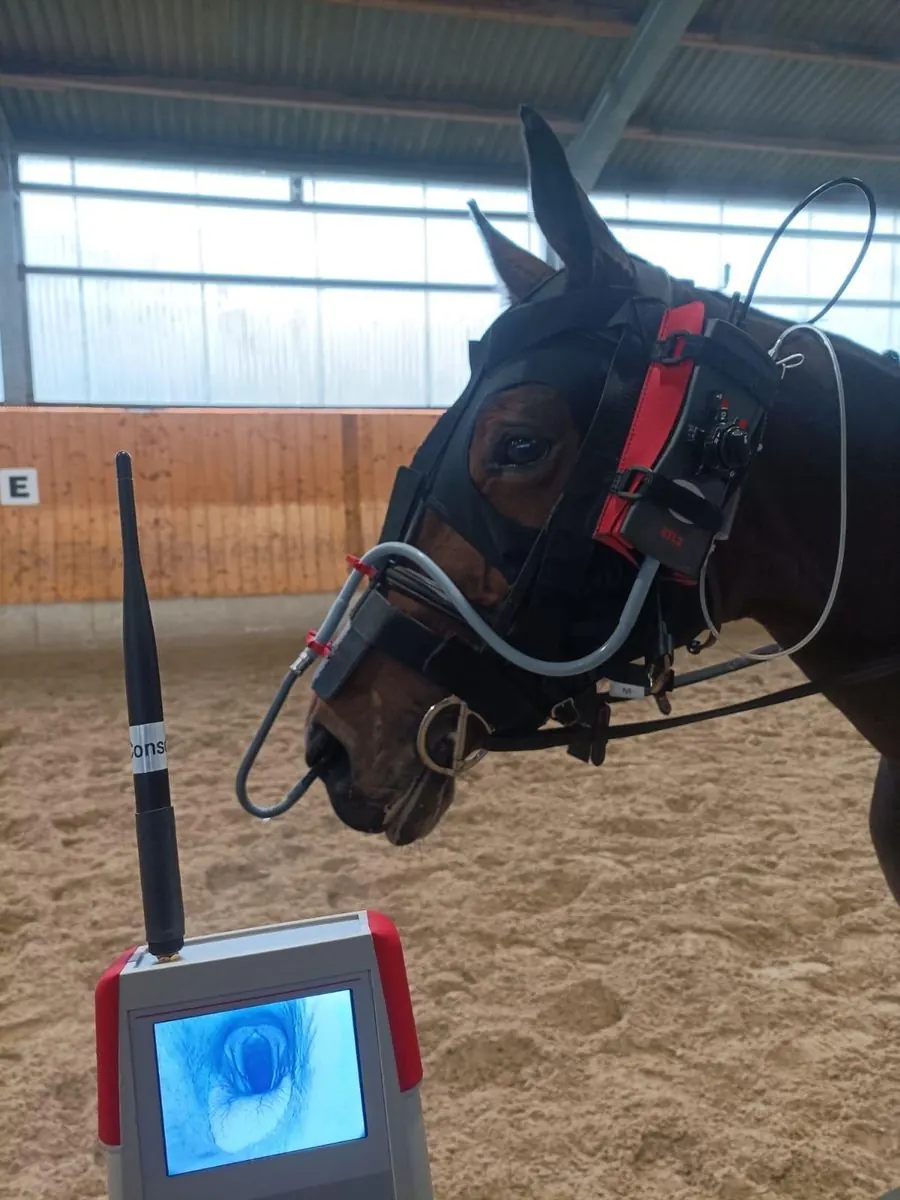 Pferd in der Reithalle mit Endoskop am Kopf, davor ein Monitor mit dem Bild des Kehlkopfs